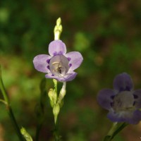Strobilanthes cordifolia (Vahl) J.R.I.Wood